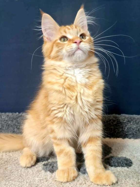 Кошки в других городах Ярославской области: Котенок мейн кун Мальчик, Бесплатно - фото 6