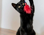 Кошки в Москве: Милые чёрные котята в добрые руки Мальчик, 1 руб. - фото 4