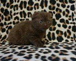 Кошки в Чебоксарах: Шикарный кот, 2 000 руб. - фото 4