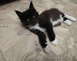 Кошки в Лукоянове: Котята породы Мейн-кун, 12 000 руб. - фото 3