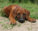 Собаки в Москве: Яркие щенки родезийского риджбека, 30 000 руб. - фото 5