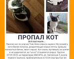 Кошки в Краснодаре: Пропал кот!!! Мальчик, 1 000 руб. - фото 1