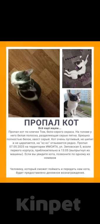 Кошки в Краснодаре: Пропал кот!!! Мальчик, 1 000 руб. - фото 1