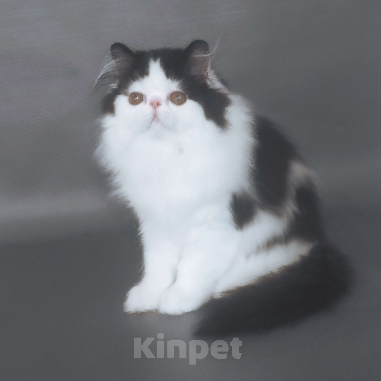 Кошки в Новосибирске: Персидский котик  Мальчик, 35 000 руб. - фото 2