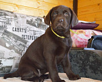 Собаки в Великом Новгороде: Шоколадные малыши лабрадора из племенного питомника Мальчик, 70 000 руб. - фото 2