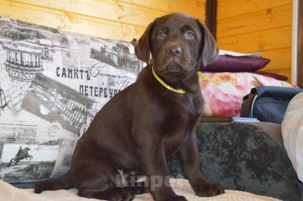 Собаки в Великом Новгороде: Шоколадные малыши лабрадора из племенного питомника Мальчик, 70 000 руб. - фото 2