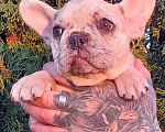 Собаки в Санкт-Петербурге: Щенки французского бульдога Мальчик, 35 000 руб. - фото 6