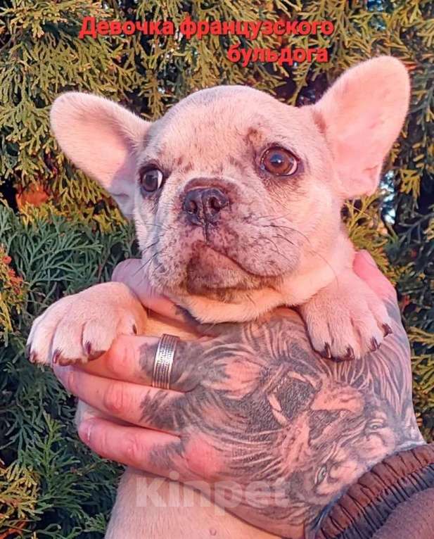 Собаки в Санкт-Петербурге: Щенки французского бульдога Мальчик, 35 000 руб. - фото 6
