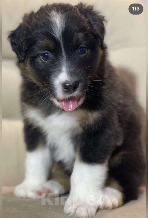 Собаки в Новокузнецке: Аусси  Мальчик, 60 000 руб. - фото 2