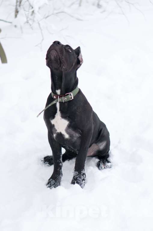 Собаки в Волоколамске: Кане Корсо щенок Девочка, 55 000 руб. - фото 1