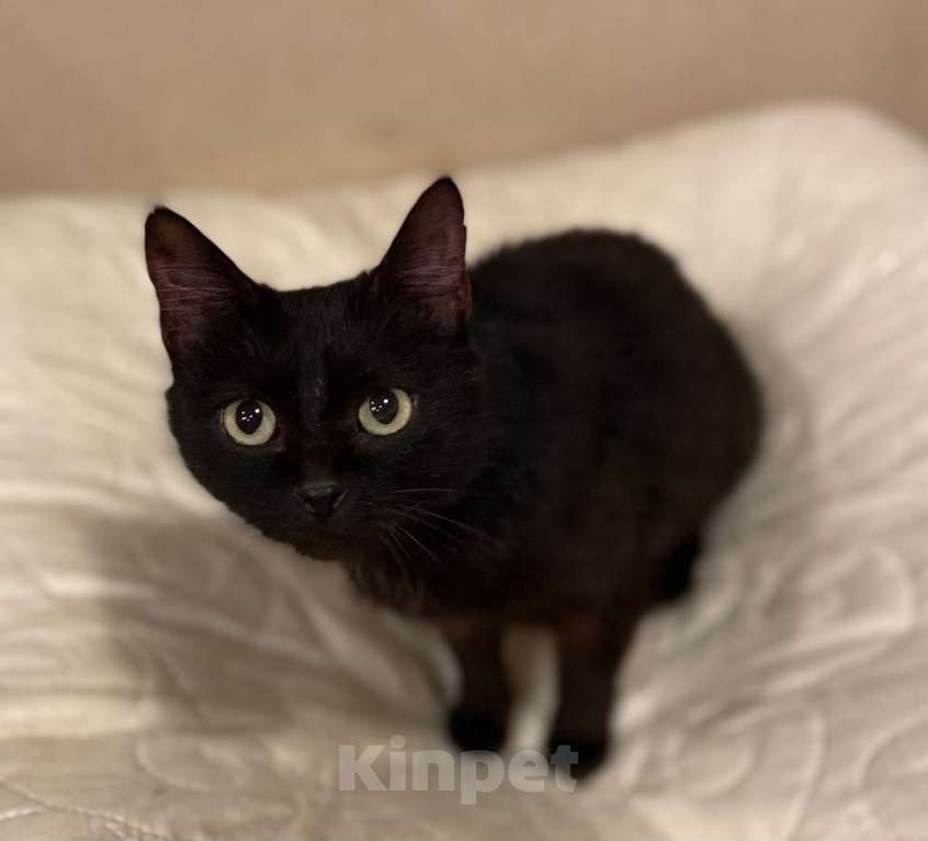 Кошки в Москве: Черная молодая кошка Ночка в добрые руки Девочка, 10 руб. - фото 1