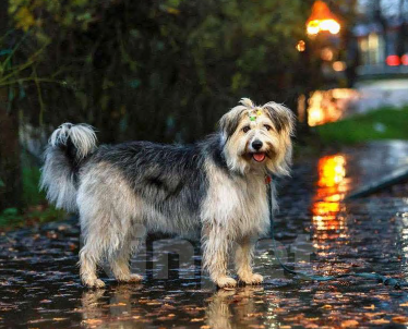 Собаки в Москве: Молодая некрупная собачка Груша ищет дом  Девочка, 10 руб. - фото 5
