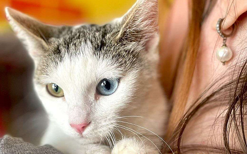 Удивительный котенок ищет дом