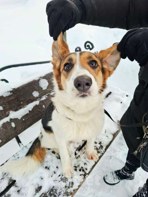 Собаки в Москве: Трехцветный щенок в добрые руки Девочка, Бесплатно - фото 10