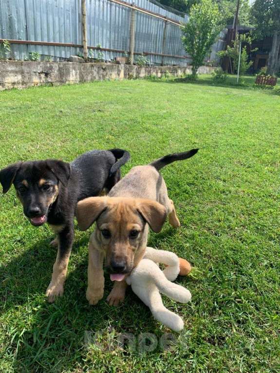 Собаки в Санкт-Петербурге: Ласковые бархатные щеночки Девочка, Бесплатно - фото 8