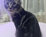 Кошки в Томске: Продажа котенка мейн-кун Мальчик, Бесплатно - фото 3
