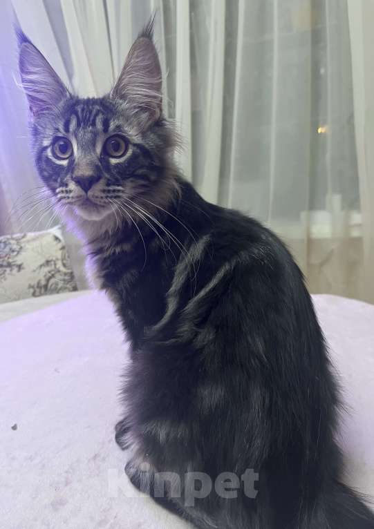 Кошки в Томске: Продажа котенка мейн-кун Мальчик, Бесплатно - фото 3