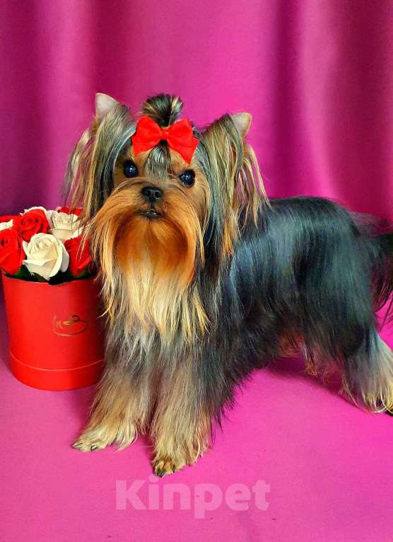 Собаки в Москве: МАЛЬЧИКИ-КРАСАВЧИКИ РКФ Мальчик, Бесплатно - фото 7