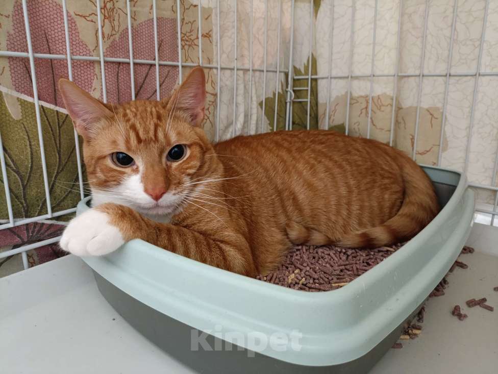 Кошки в Москве: Макс Мальчик, Бесплатно - фото 7