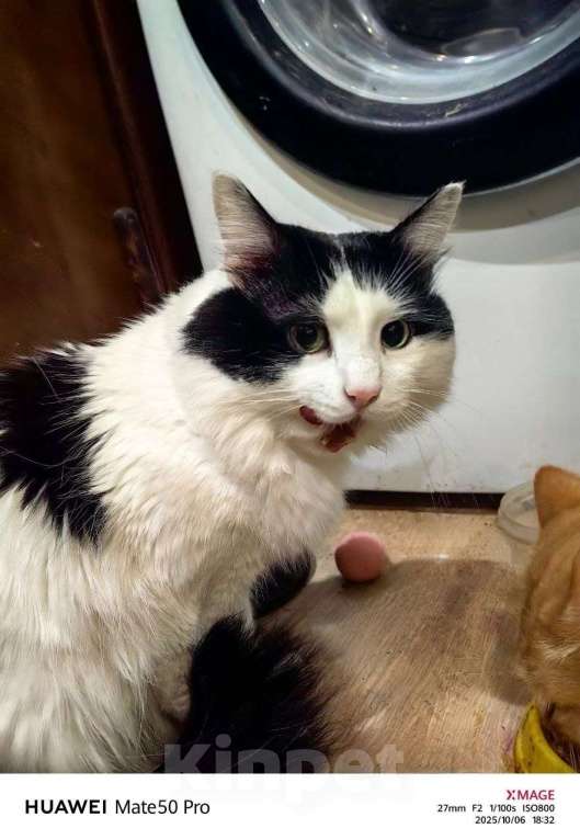 Кошки в Саратове: Кот Феликс в добрые руки Мальчик, 10 руб. - фото 2