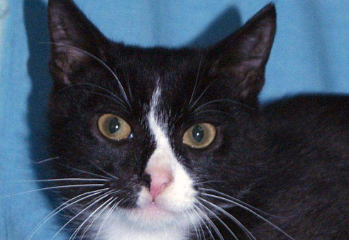 Любопытненький Тоша ждем маму и папу