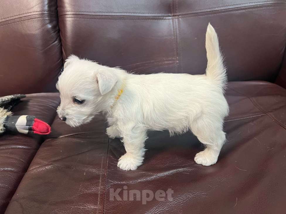 Собаки в Санкт-Петербурге: Щенки Вест-Хайлен-Вайт-Терьеров Разнополые, 65 000 руб. - фото 6