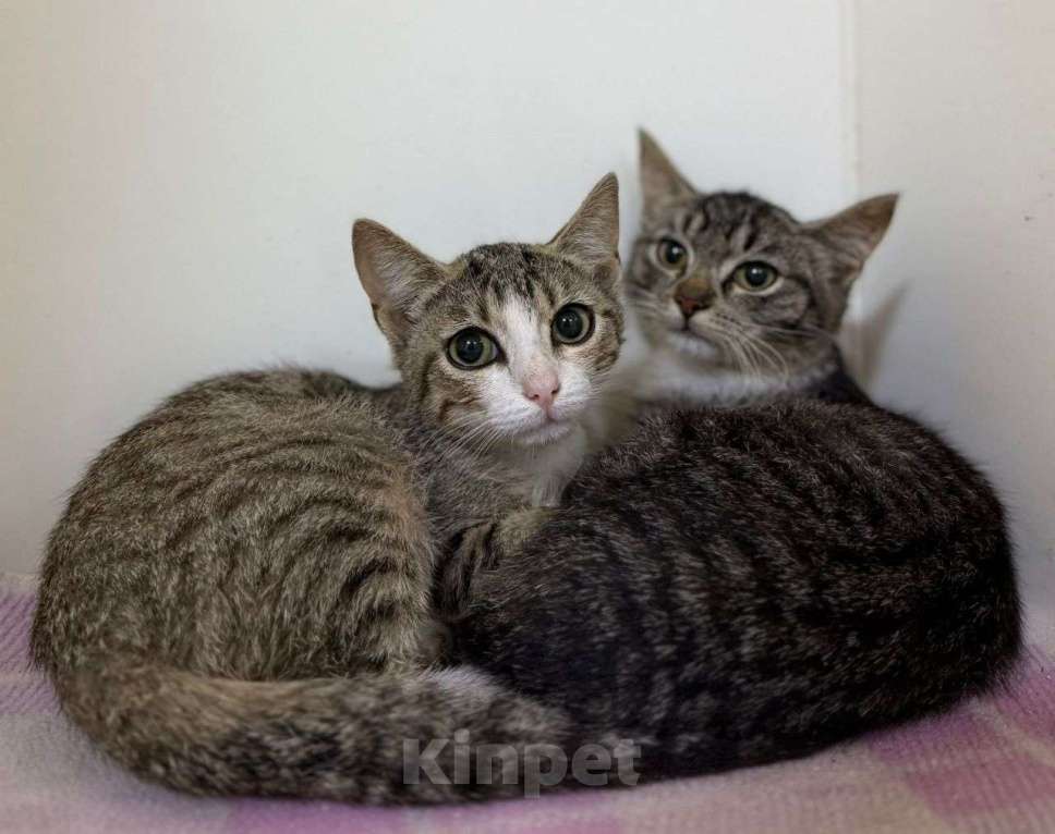 Кошки в Москве: Котята девочки в добрые руки Девочка, Бесплатно - фото 1