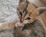Кошки в Саратове: Котёнок  Девочка, Бесплатно - фото 1