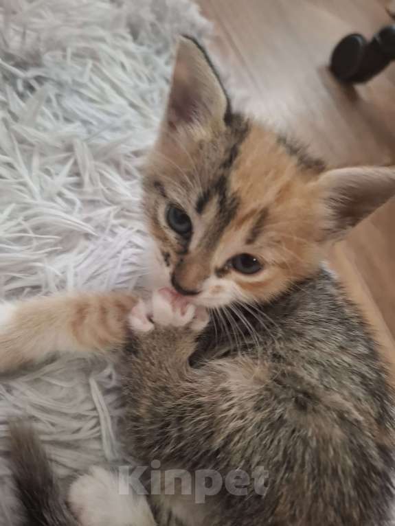 Кошки в Саратове: Котёнок  Девочка, Бесплатно - фото 1