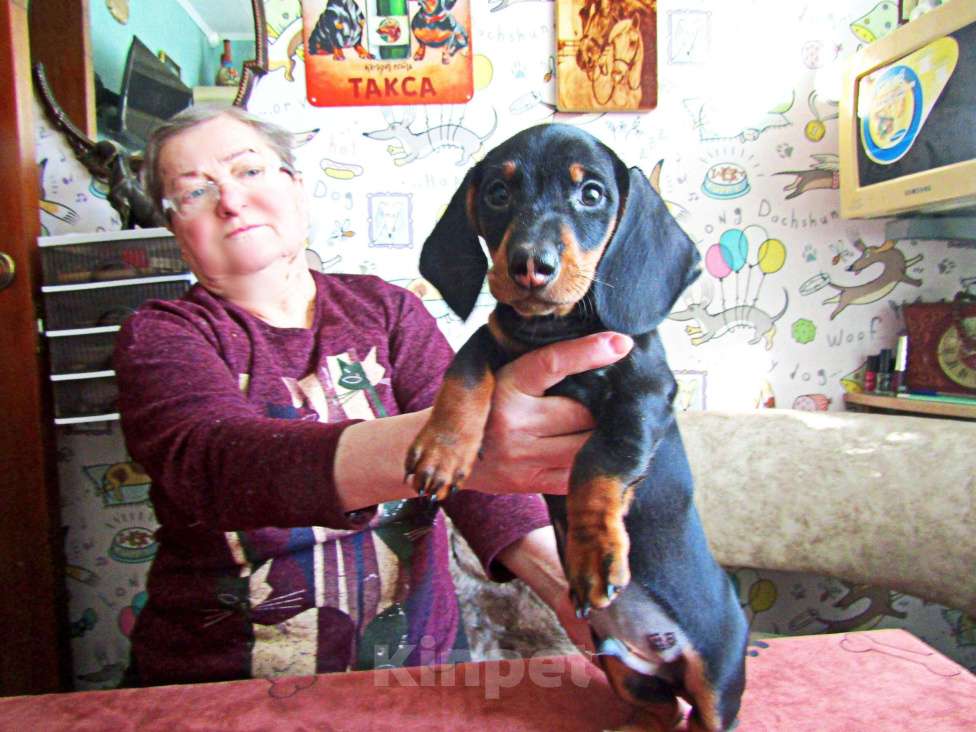 Собаки в Подольске: Щенок таксы стандартной Мальчик, 38 000 руб. - фото 2