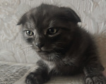 Кошки в Москве: Котята Девочка, Бесплатно - фото 2