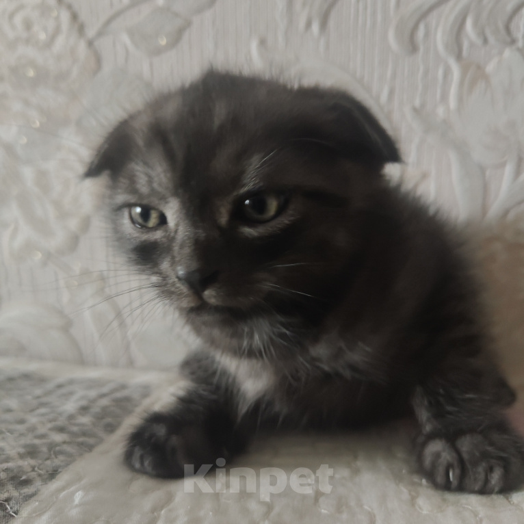 Кошки в Москве: Котята Девочка, Бесплатно - фото 2