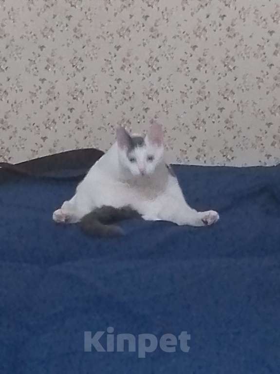 Кошки в Саратове: Срочно в добрые руки Девочка, Бесплатно - фото 6