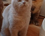 Кошки в Одинцово: Девочка-кошка Девочка, 25 000 руб. - фото 3