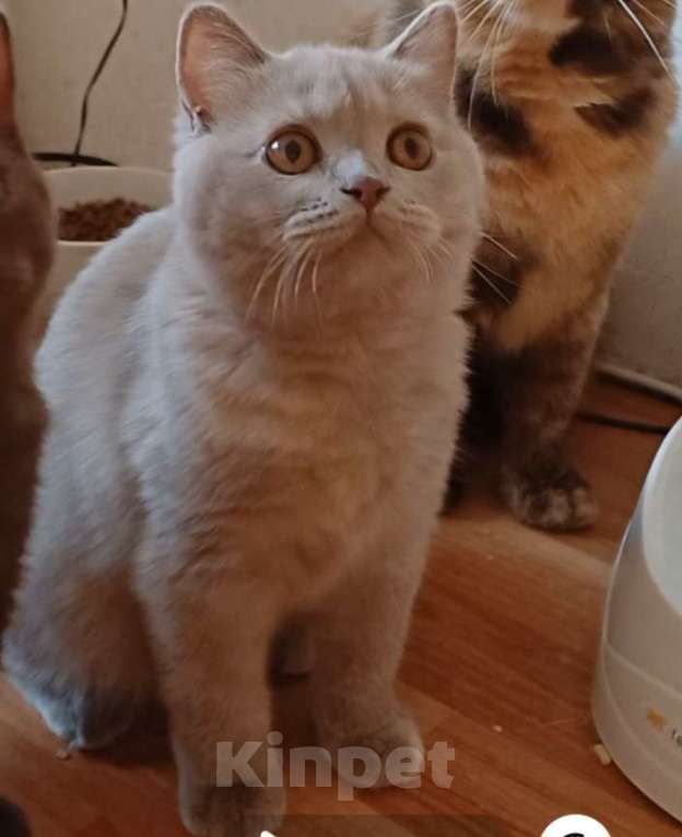 Кошки в Одинцово: Девочка-кошка Девочка, 25 000 руб. - фото 3