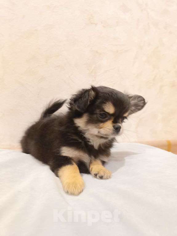 Собаки в Подольске: Щенок чихухуа Мальчик, 40 000 руб. - фото 3