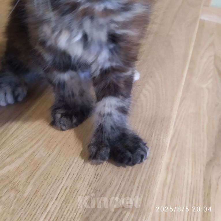 Кошки в других городах Московской области: Ищет ласкового хозяина Девочка, 30 000 руб. - фото 3