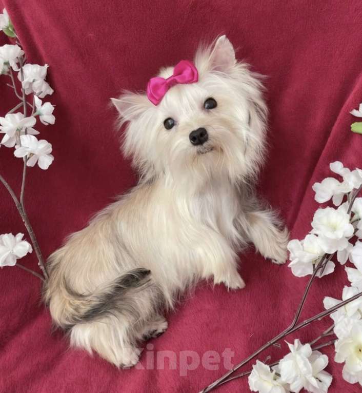 Собаки в Москве: Мини йорк девочка подрощенная золотая Девочка, 80 000 руб. - фото 6