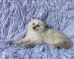 Кошки в Новосибирске: Нежная черепашка Девочка, Бесплатно - фото 2