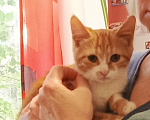 Кошки в Калуге: Котенок в добрые руки Девочка, Бесплатно - фото 1
