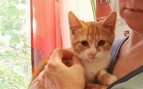 Котенок в добрые руки