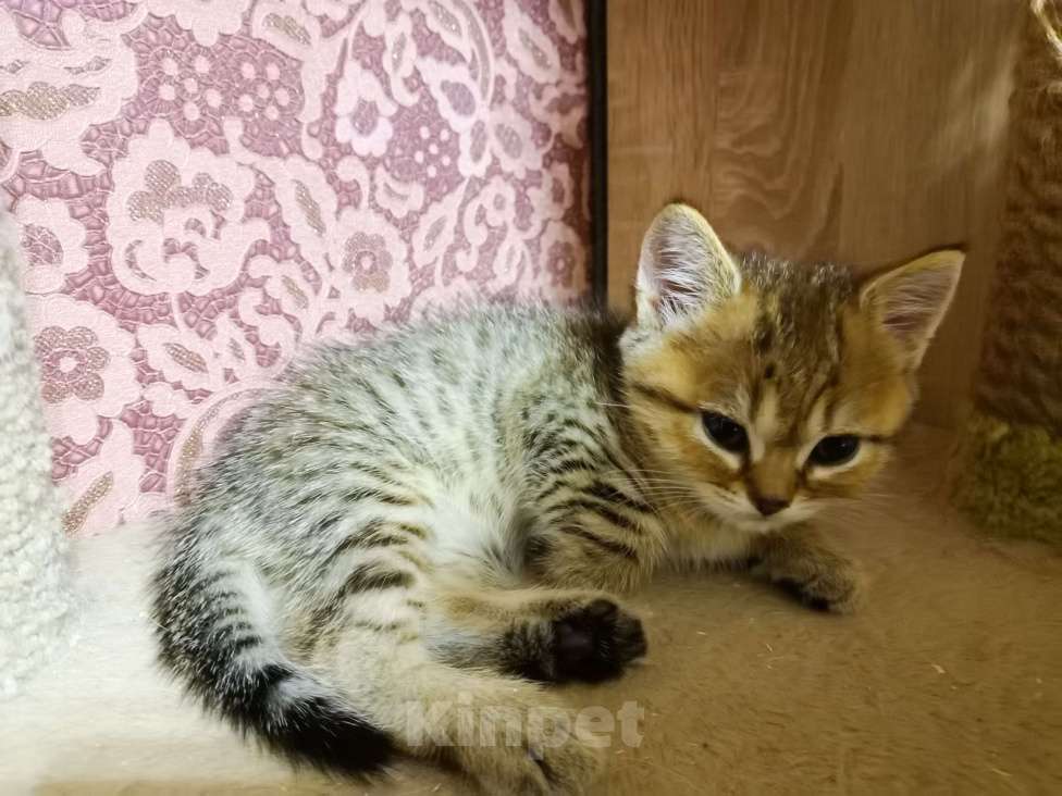 Кошки в Москве: Британские котята  Мальчик, 12 000 руб. - фото 3