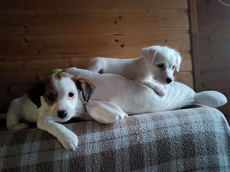 Продаю щенков Джек Рассела.