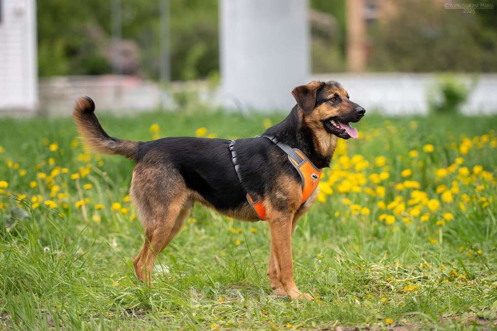 Собаки в Москве: Мэсси - ваш персоналный псыночка корзиночка Мальчик, Бесплатно - фото 3