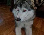 Собаки в Москве: Хочу продать сабаку сахалинская Хаски Мальчик, 25 000 руб. - фото 1
