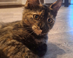Кошки в Люберцах: Котенок -девочка  в добрые руки Девочка, Бесплатно - фото 6