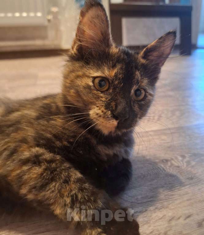 Кошки в Люберцах: Котенок -девочка  в добрые руки Девочка, Бесплатно - фото 2