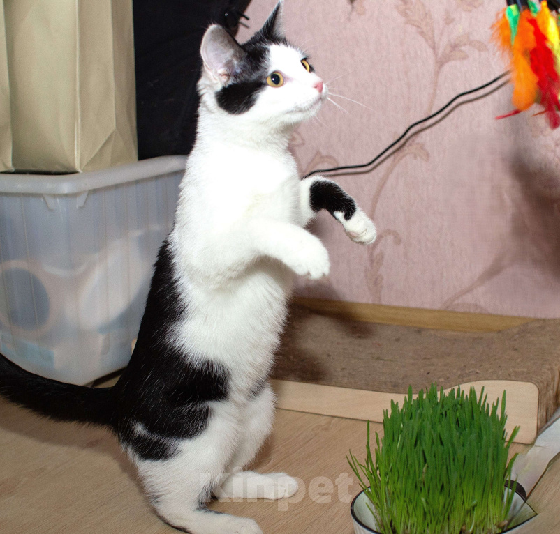 Кошки в Москве: Ясноглазая ласковая кошечка Девочка, Бесплатно - фото 4