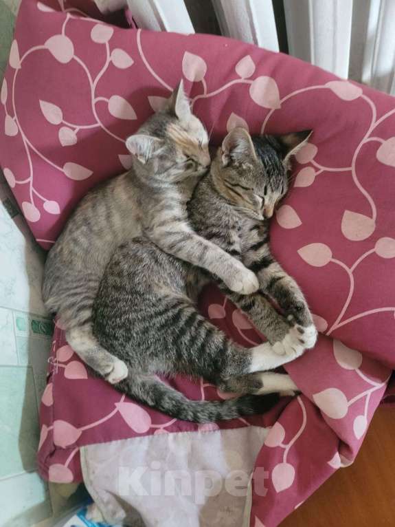 Кошки в Воронеже: Шпротные котята  Мальчик, 10 руб. - фото 3