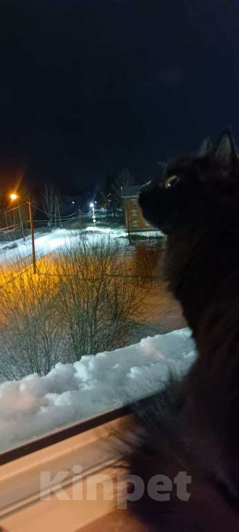 Кошки в Перми: Котёнок в добрые руки Девочка, Бесплатно - фото 1